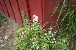 Image of feverfew