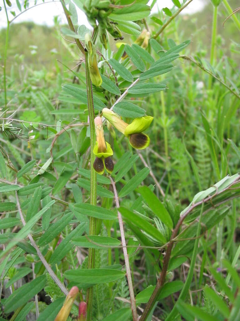 Image of Vicia melanops Sibth. & Sm.