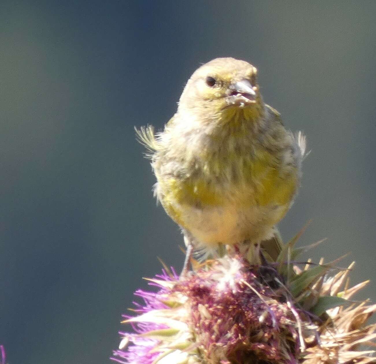 Imagem de Carduelis citrinella (Pallas 1764)