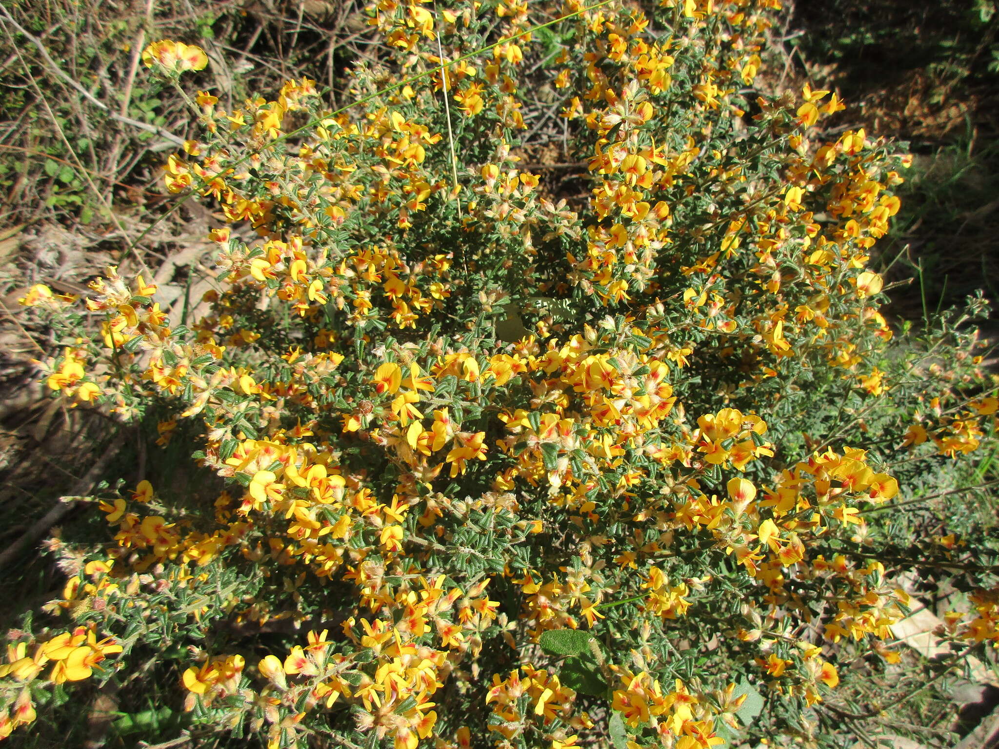 Sivun Pultenaea scabra R. Br. kuva