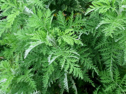 Image of wild wormwood