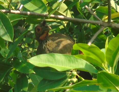 Image of Rufous-bellied Chachalaca