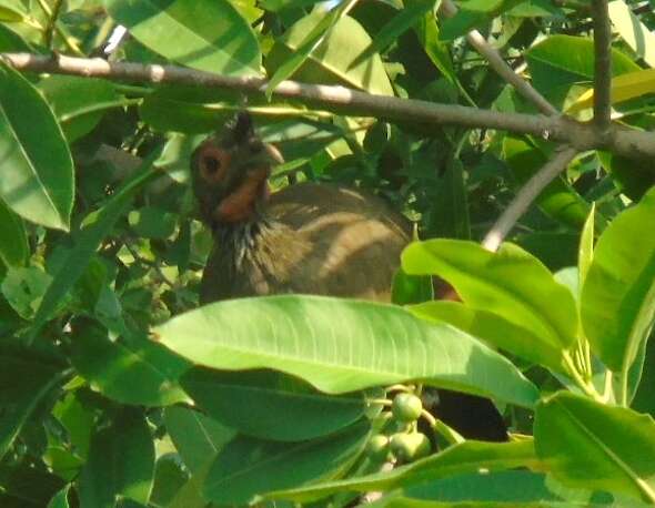 Image of Rufous-bellied Chachalaca