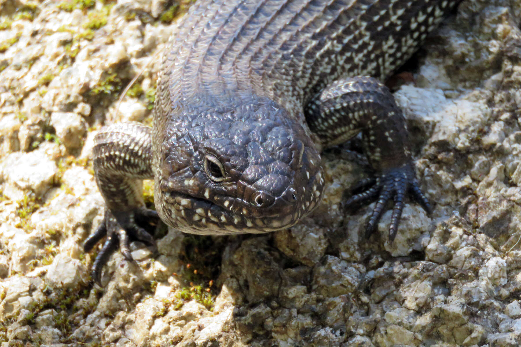 Image of Cunningham's skink