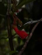 Image of Glossoloma pycnosuzygium (Donn. Sm.) J. L. Clark