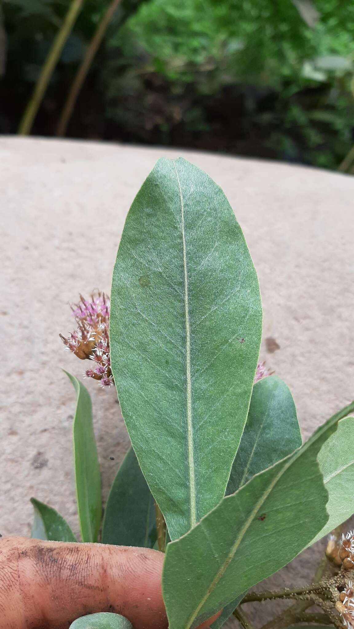 Image of Tessaria integrifolia Ruiz & Pav.