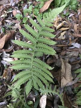 Image of Parasitic Waterfall Fern