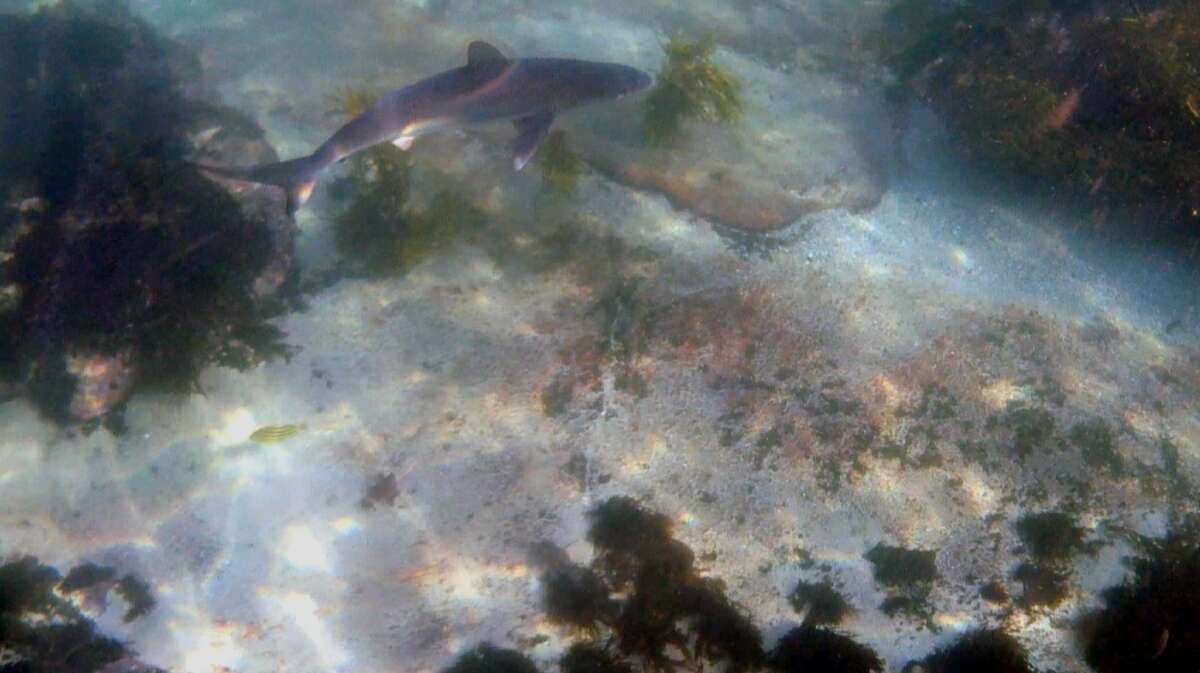 Image of Dusky Shark