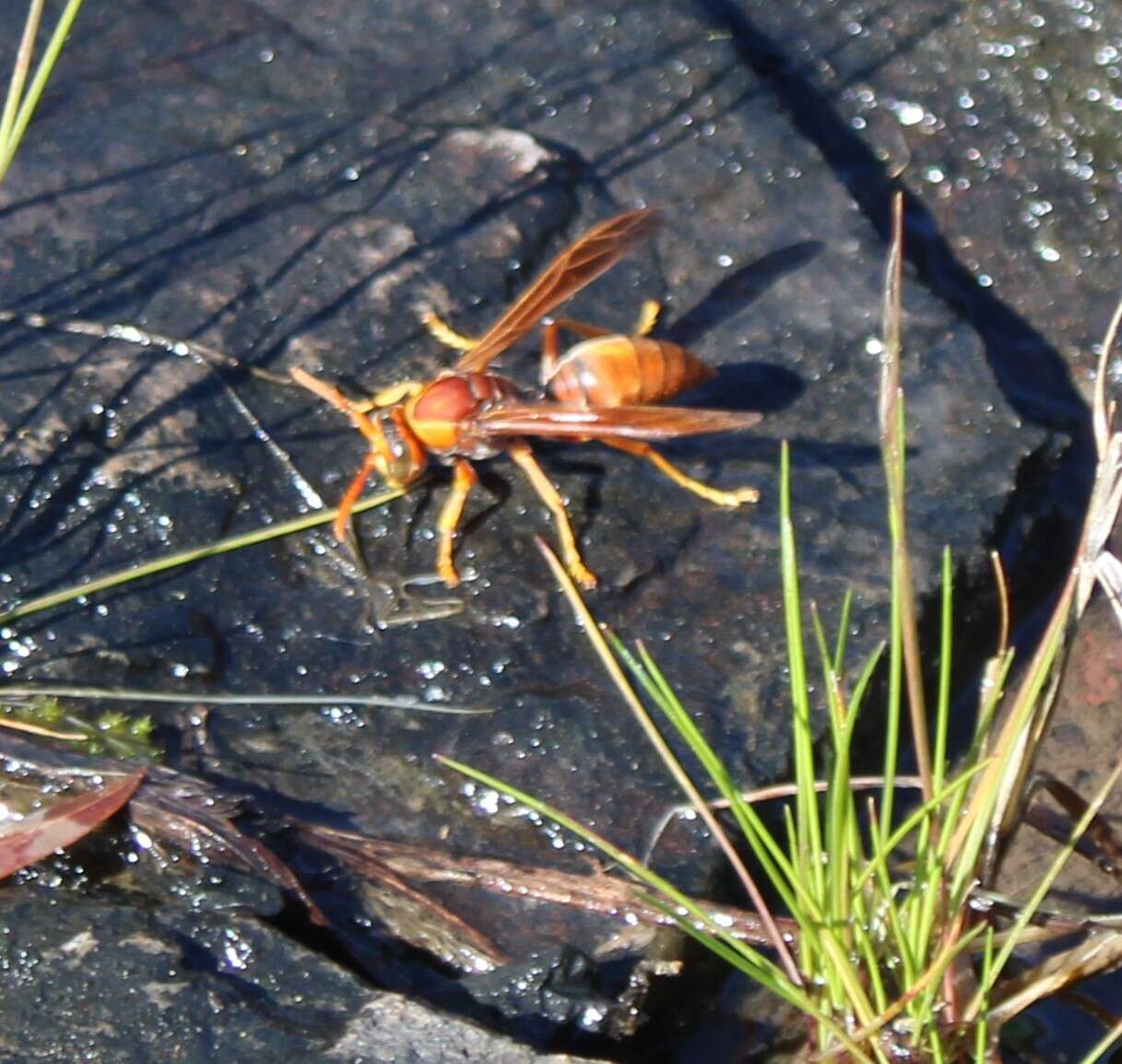 Image of Polistes schach (Fabricius 1781)