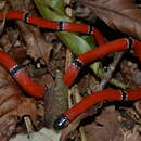 صورة Micrurus averyi K. P. Schmidt 1939