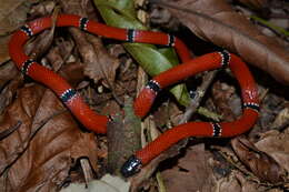 صورة Micrurus averyi K. P. Schmidt 1939