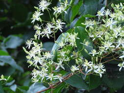 Imagem de Clematis uncinata Champ. ex Benth.