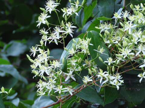 صورة Clematis uncinata Champ. ex Benth.