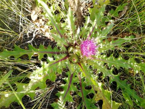 Image of dwarf thistle