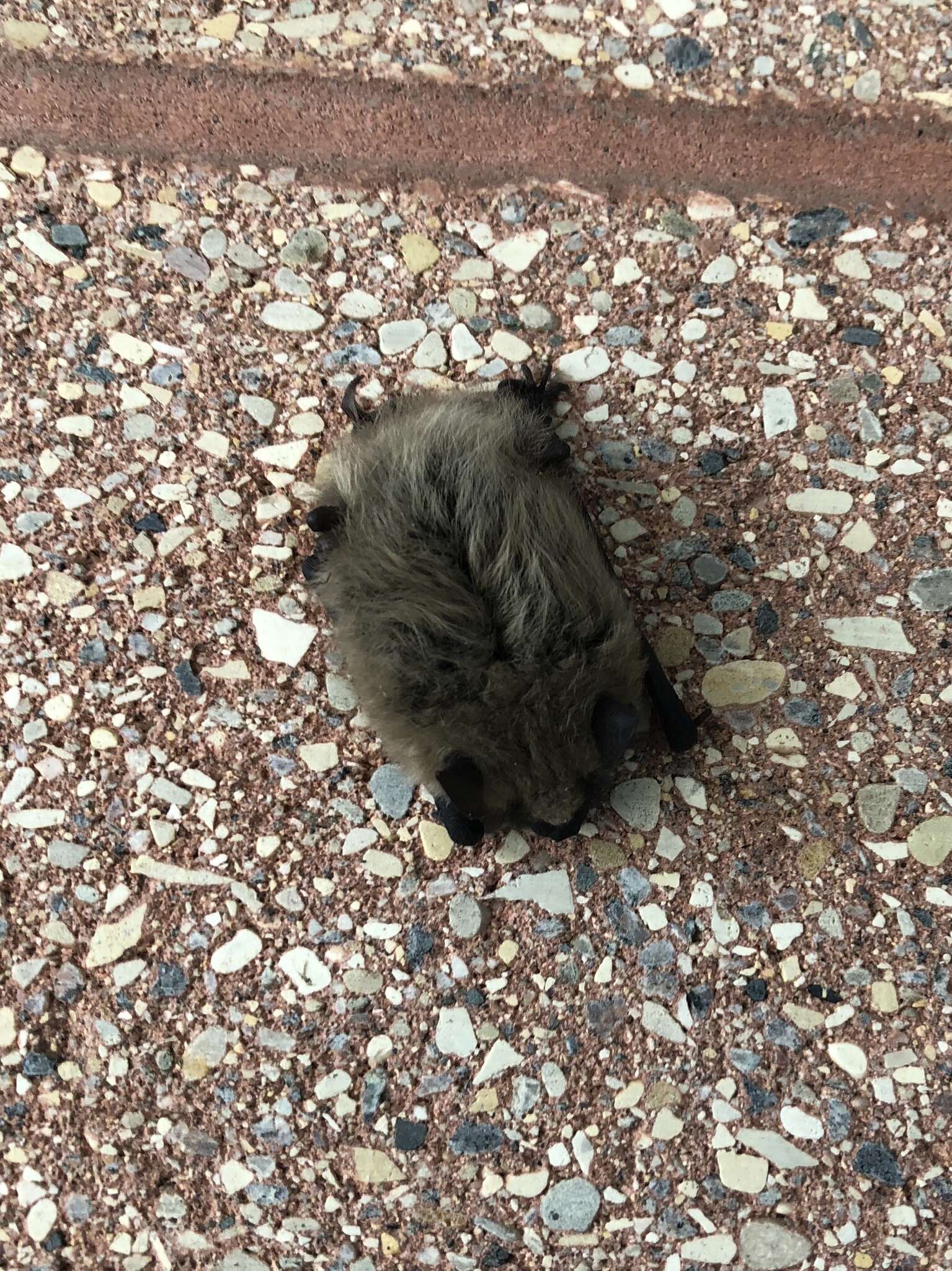 Image of Western Small-footed Myotis