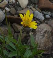 Image de Arnica angustifolia subsp. iljinii (Maguire) I. K. Ferguson