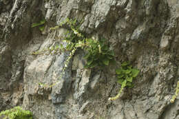 Image of Campanula alliariifolia Willd.