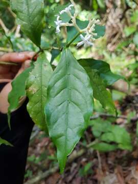 Image of Rudgea cornifolia (Kunth) Standl.