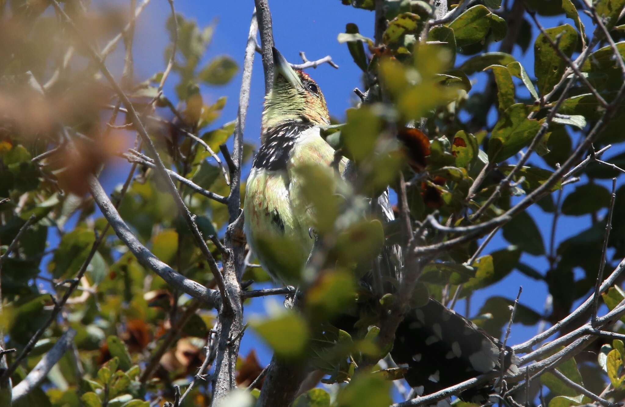 صورة Trachyphonus vaillantii Ranzani 1821