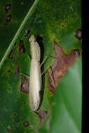 Imagem de Sinomantis denticulata Beier 1933