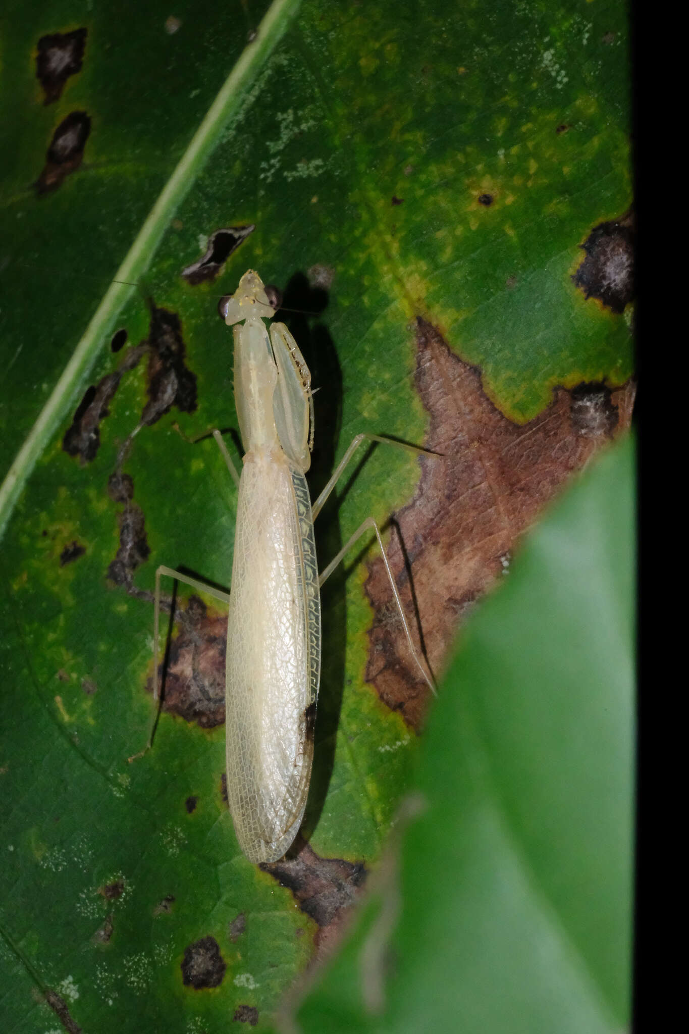 صورة Sinomantis denticulata Beier 1933