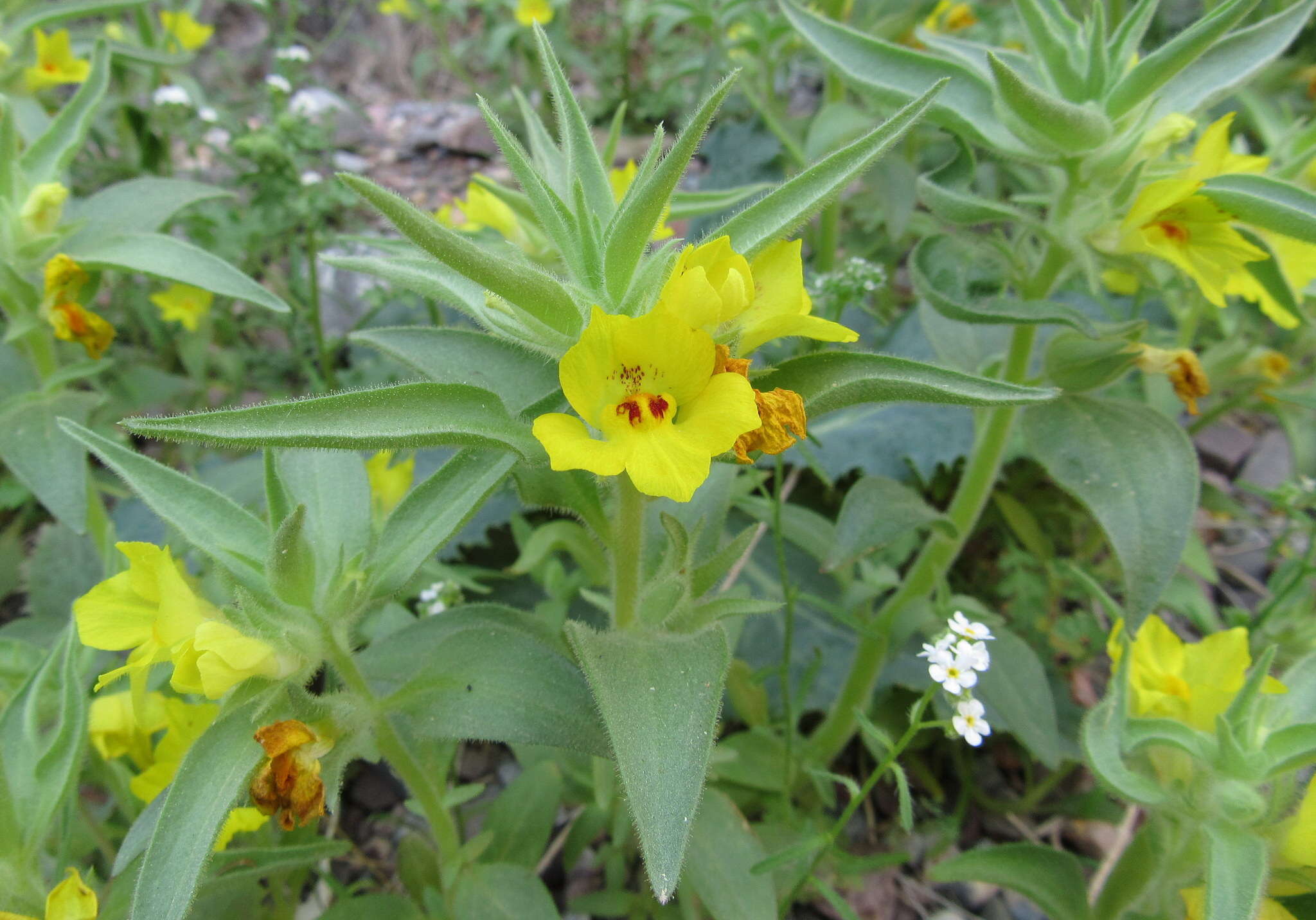 Image of golden desert-snapdragon