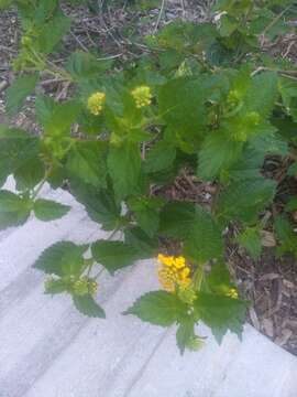 Lantana polyacantha Schauer resmi