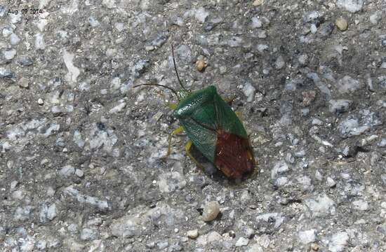 صورة Acanthosoma crassicaudum Jakovlev 1880