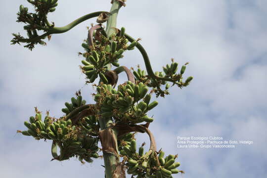 Image of Agave mapisaga Trel.