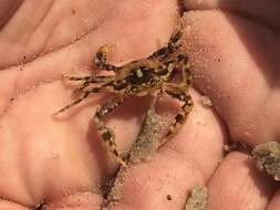 Image of sargassum crab