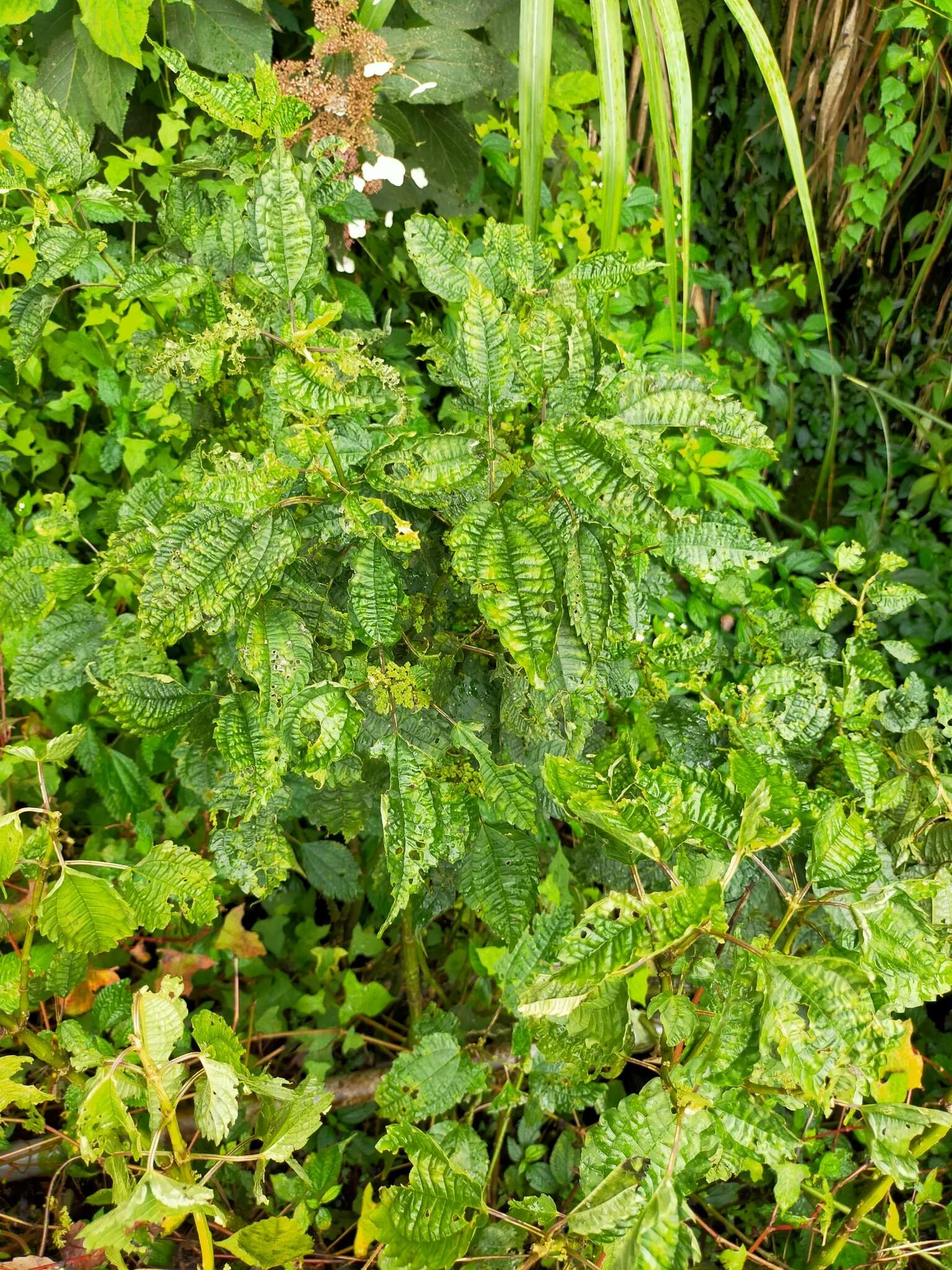 Image of Pilea angulata (Bl.) Bl.