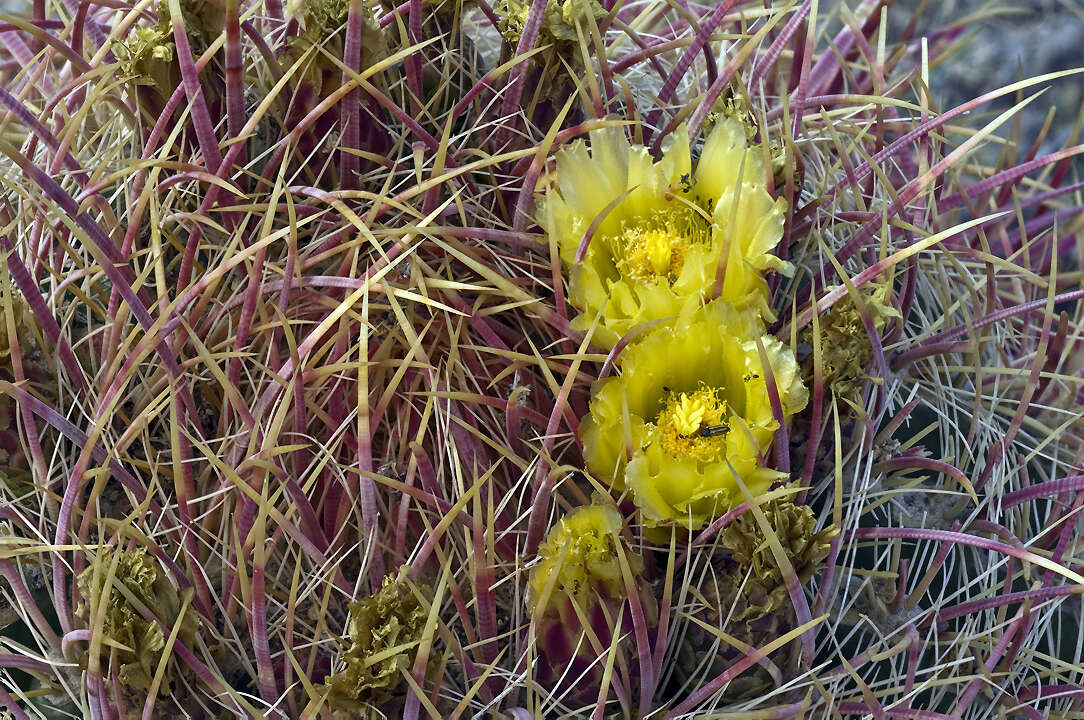 Image of Leconte's barrel cactus