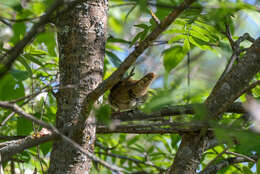 Слика од Locustella fluviatilis (Wolf 1810)