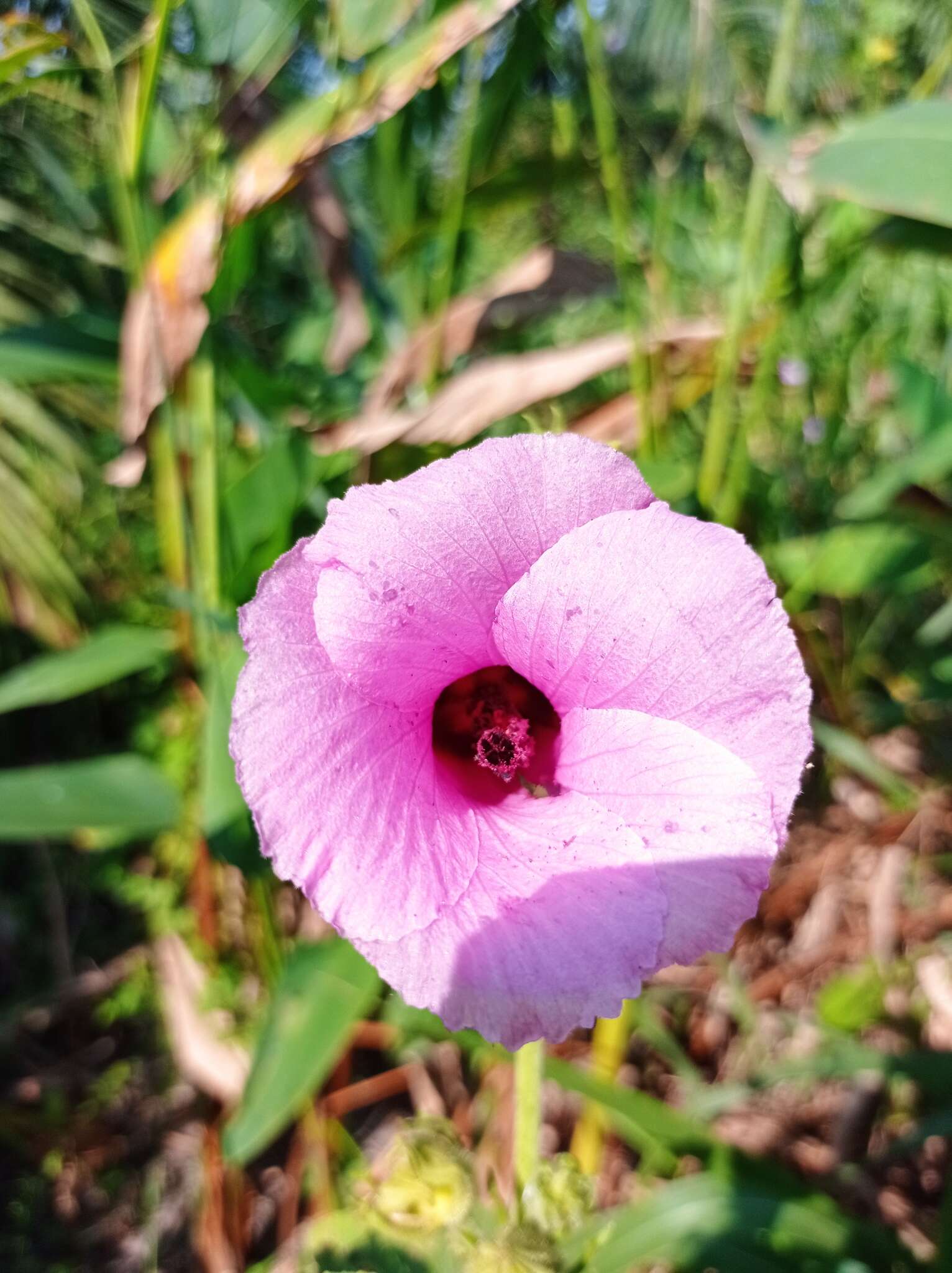 Sivun Hibiscus furcellatus Desr. kuva