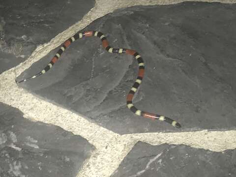 Image of Balsan Coral Snake