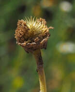 Image of Anthemis bornmuelleri Stoj. & Acht.