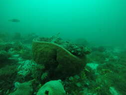 Image of Ornate Wobbegong