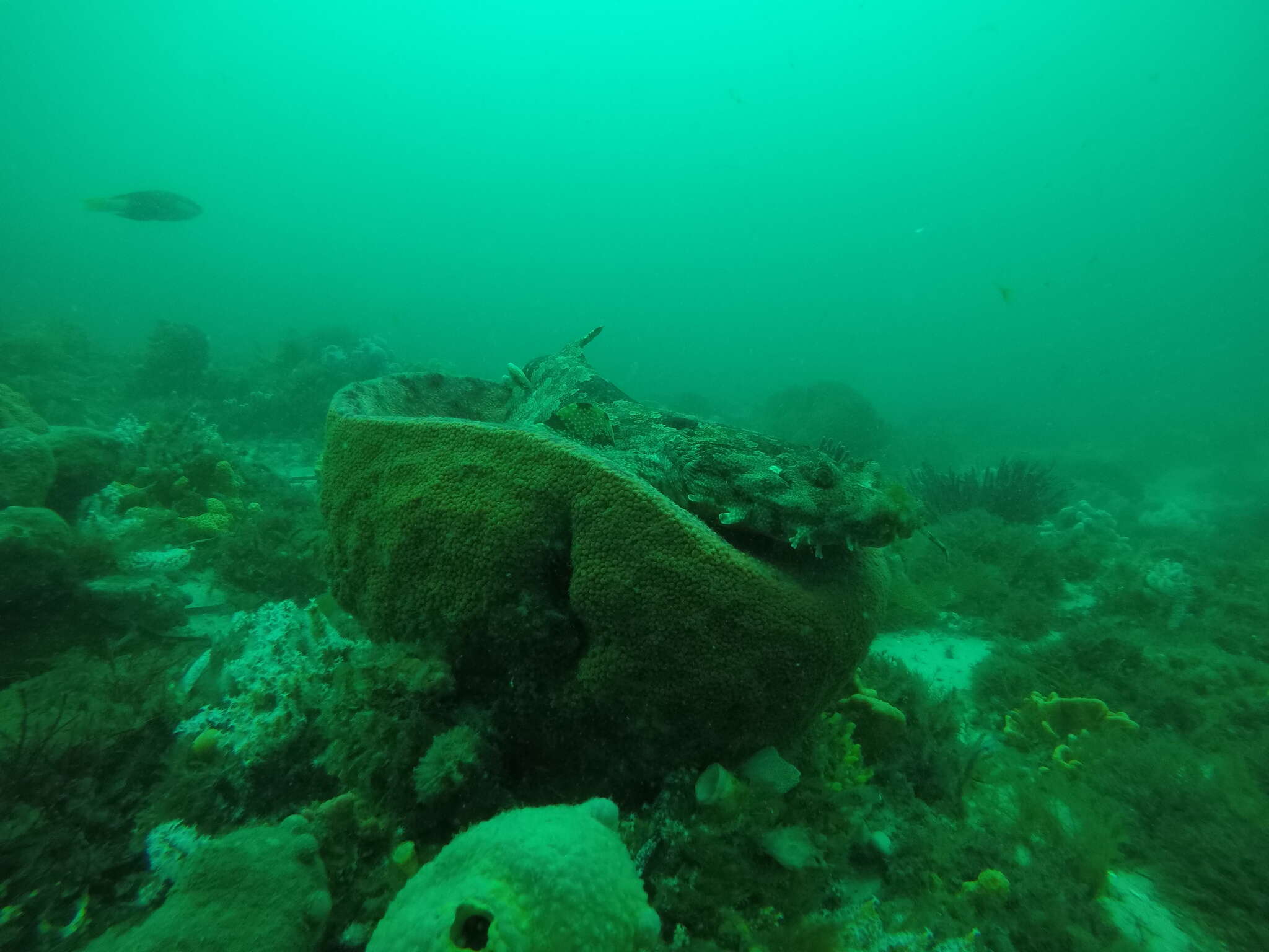 Image of Ornate Wobbegong