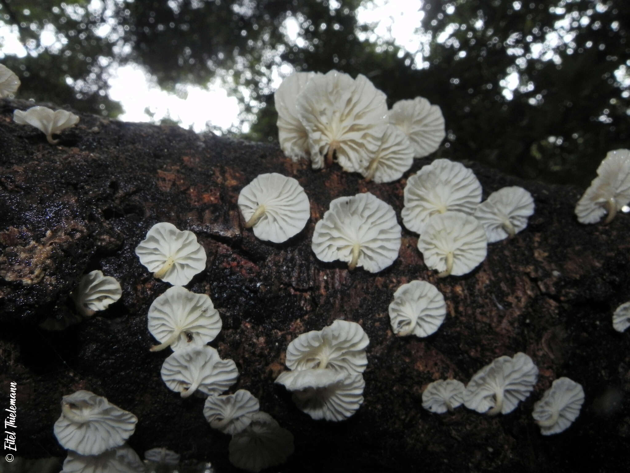 Plancia ëd Marasmiellus alliiodorus (Mont.) Singer 1962