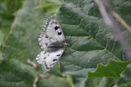 Parnassius ariadne (Lederer 1853) resmi