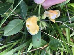 Image of Long-Leaf Cow-Pea