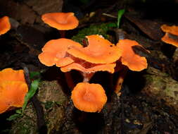 Image of Cantharellus guyanensis Mont. 1854