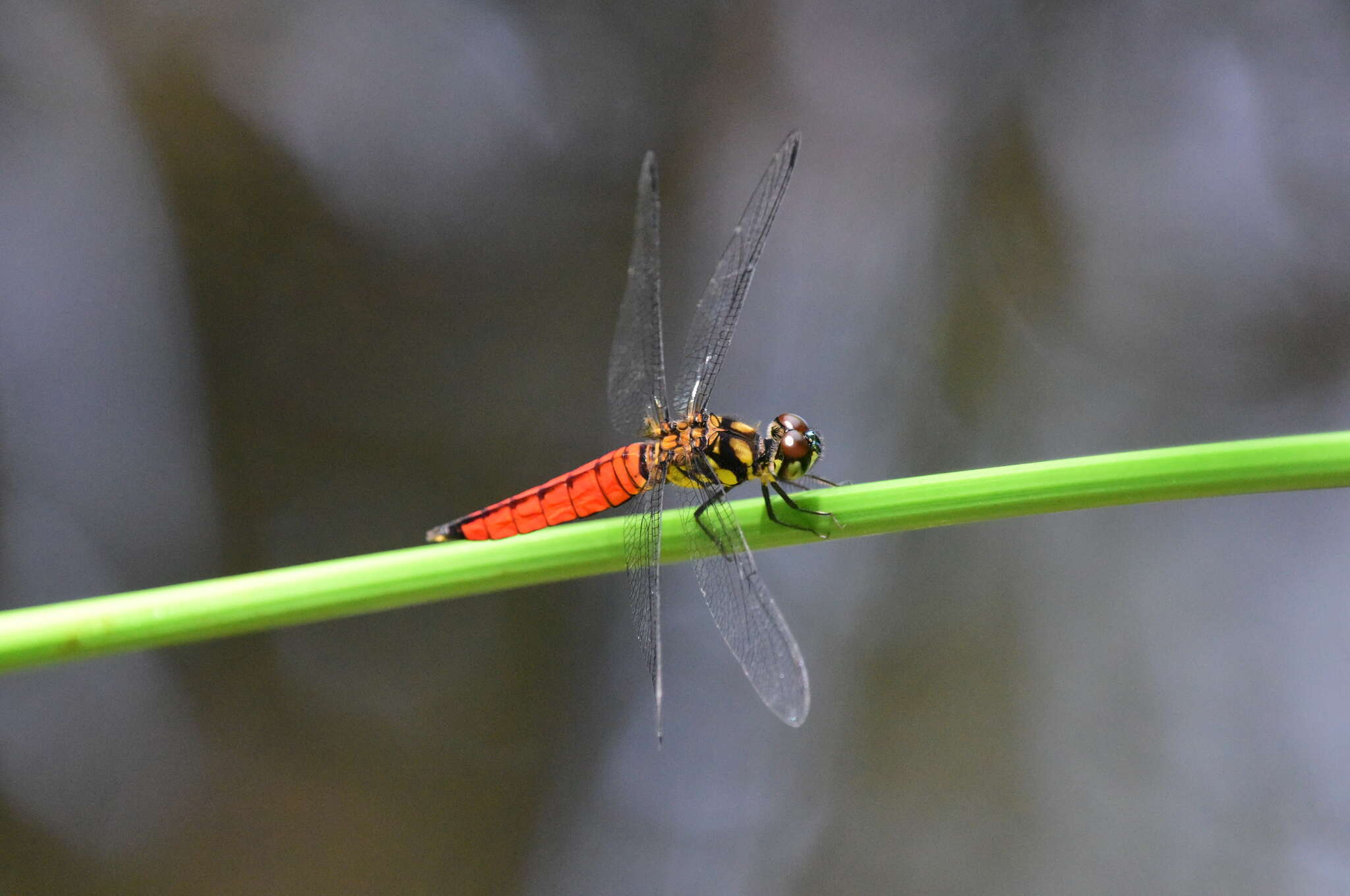 Image of Lyriothemis elegantissima Selys 1883