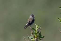 Image of southwestern willow flycatcher