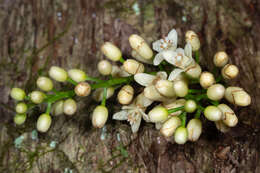 Слика од Dysoxylum parasiticum (Osbeck) Kosterm.