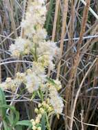 Image of Nevada Goldenrod