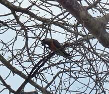 Image of Orange-bellied Parrot