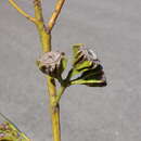 Image of Eucalyptus pterocarpa C. Gardner ex P. J. Lang