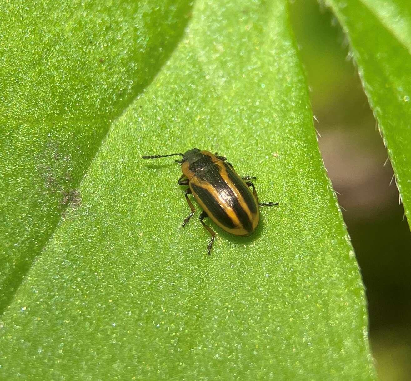 Image of Prasocuris (Hydrothassa) vittata (Olivier 1807)