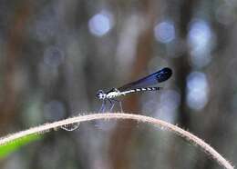 Image of Myristica Sapphire